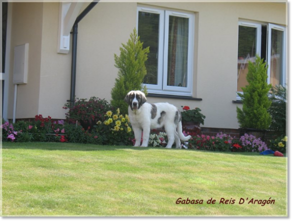 Pyrenean Mastiff Puppy Gabasa de Reis D'Aragón