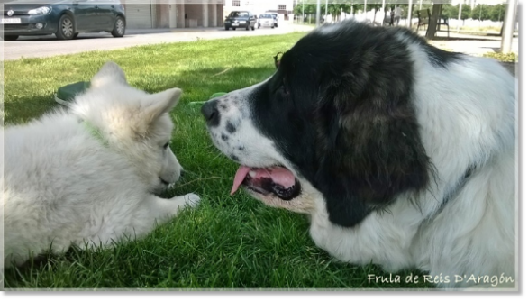 Pyrenean Mastiff Puppy Frula de Reis D'Aragón