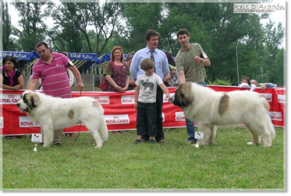 VII TOPAKETA - PYRENEAN MASTIFF MEETING IN THE BASQUE COUNTRY 2010