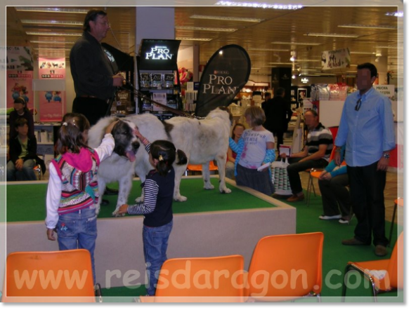 September 2010. Talk about the Pyrenean Mastiff in El Corte Inglés