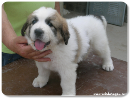 Pyrenean Mastiff puppy litter "A" from Reis D'Aragón