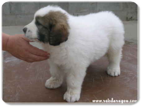 Pyrenean Mastiff puppy litter "A" from Reis D'Aragón