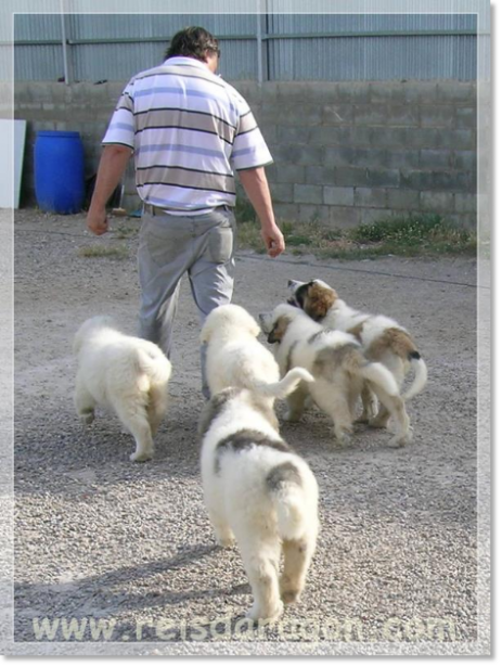 Puppies Pyrenean Mastiff from Reis D'Aragón