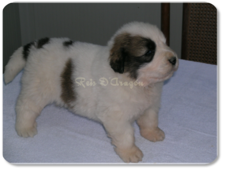 Pyrenean Mastiff puppy litter "B" from Reis D'Aragón