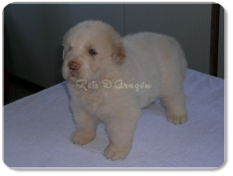 Pyrenean Mastiff puppy litter "B" from Reis D'Aragón
