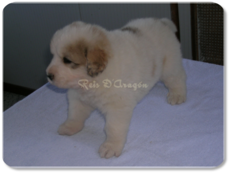 Pyrenean Mastiff puppy litter "B" from Reis D'Aragón