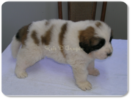Pyrenean Mastiff puppy litter "B" from Reis D'Aragón