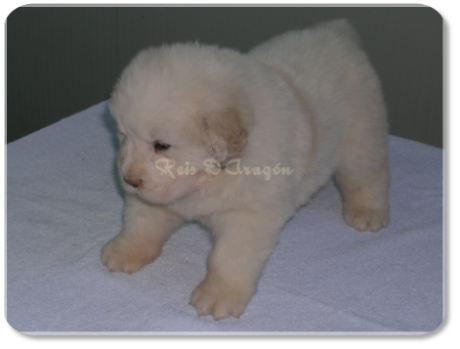Pyrenean Mastiff puppy litter "B" from Reis D'Aragón