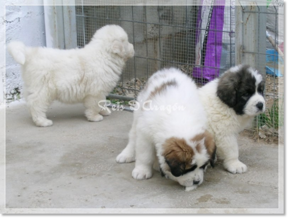 Puppies Pyrenean Mastiff from Reis D'Aragón