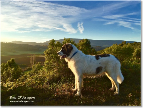 Pyrenean Mastiff Puppy Jasa de Reis D'Aragón