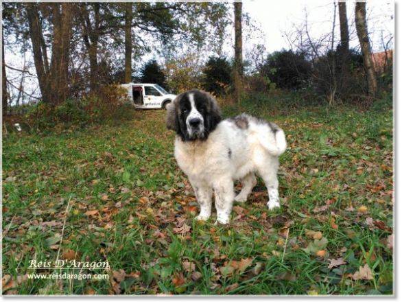 Pyrenean Mastiff Montero de Reis D'Aragón