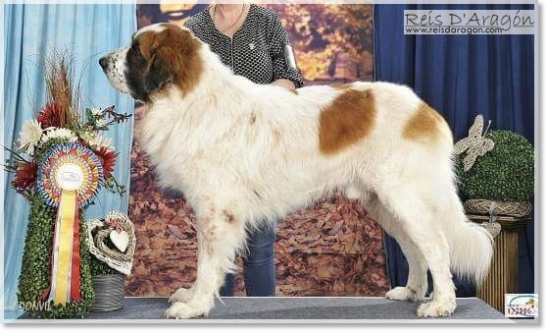 Pyrenean Mastiff Champion CH Benabarre de Reis D'Aragón