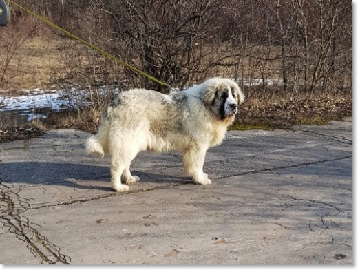 Pyrenean Mastiff Champion CH Quinzano de Reis D'Aragón