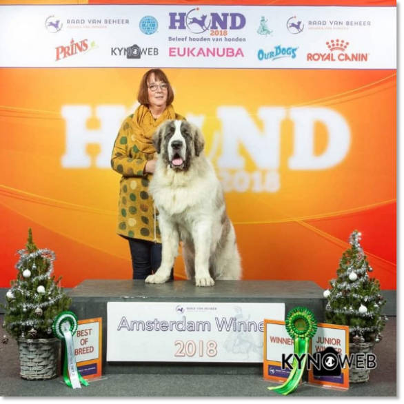Pyrenean Mastiff Dogshow Amsterdam Winner