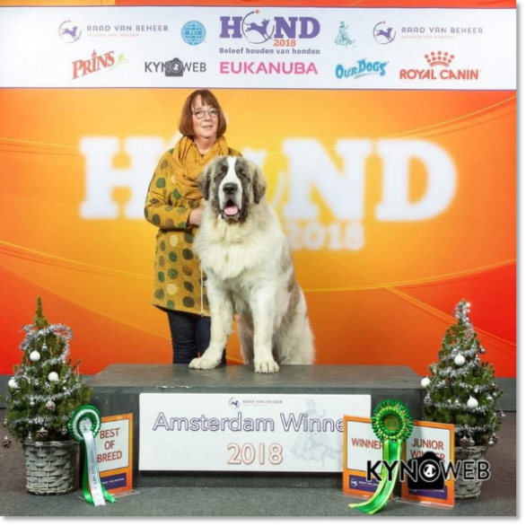 Pyrenean Mastiff Dogshow Amsterdam Winner Pyrenean Mastiff Dogshow Amsterdam Winner