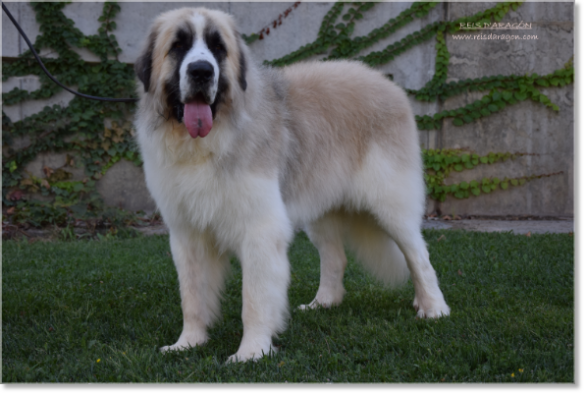 Pyrenean Mastiff Champion CH Wonder Boy de Font Roja Pyrenean Mastiff Champion CH Wonder Boy de Font Roja