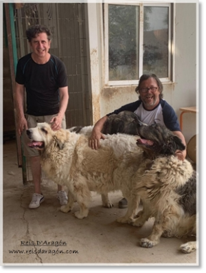 The actor Gabino Diego with the Pyrenean mastiff dogs The actor Gabino Diego with the Pyrenean mastiff dogs