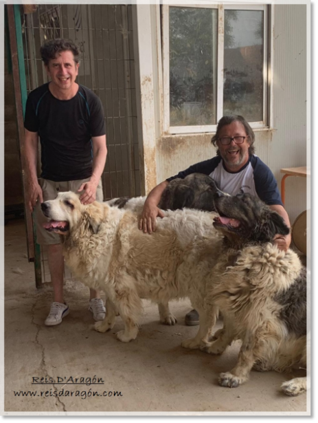 Gabino Diego visits our Pyrenean mastiffs