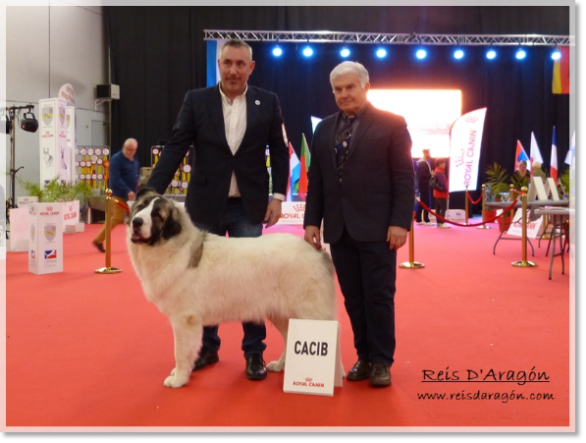 Dogshow Perpignan CACIB CACS - Pyrenean Mastiff