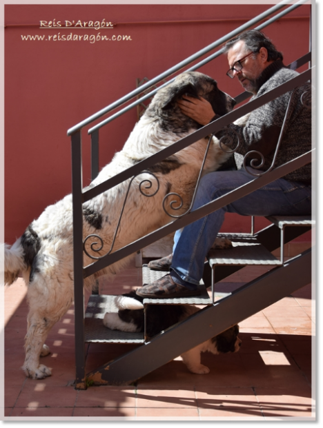 Pyrenean Mastiff Ibieca de Reis D'Aragón