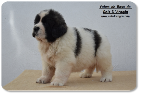 Pyrenean Mastiff puppy litter "Y" from Reis D'Aragón