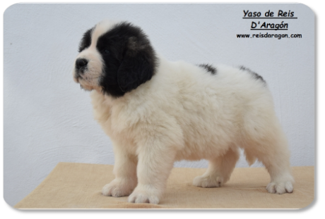 Pyrenean Mastiff puppy litter "Y" from Reis D'Aragón