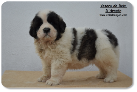 Pyrenean Mastiff puppy litter "Y" from Reis D'Aragón