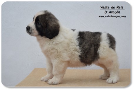 Pyrenean Mastiff puppy litter "Y" from Reis D'Aragón