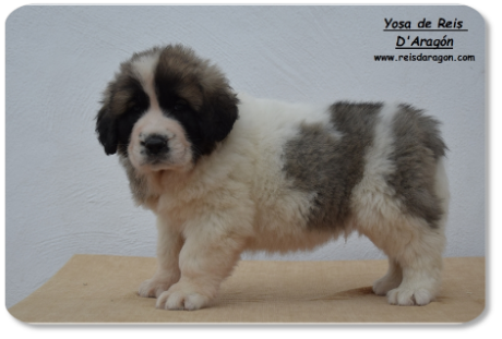 Pyrenean Mastiff puppy litter "Y" from Reis D'Aragón