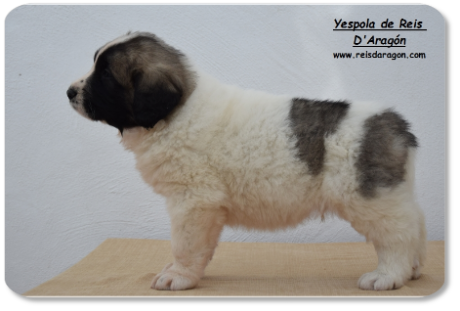 Pyrenean Mastiff puppy litter "Y" from Reis D'Aragón