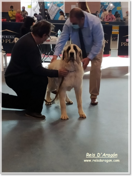 Dog Show of Aragón - Pyrenean Mastiff Dog Show of Aragón - Pyrenean Mastiff