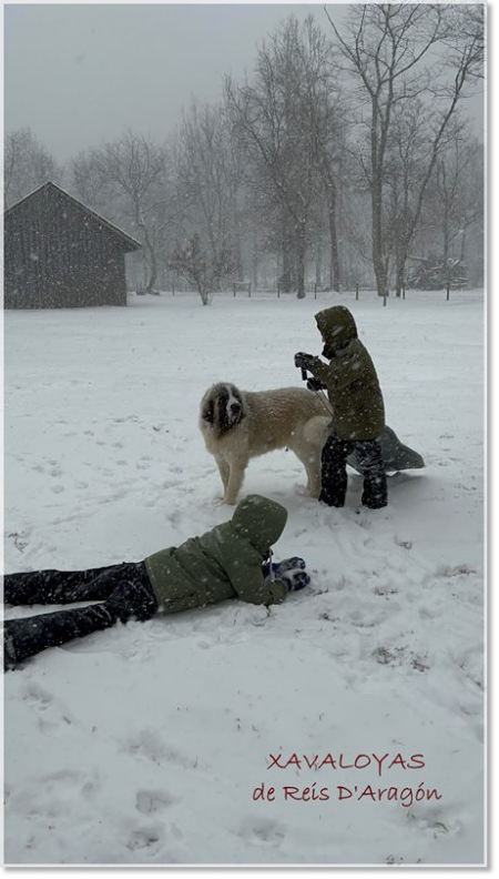 Pyrenean Mastiff in the snow with children Pyrenean Mastiff in the snow with children