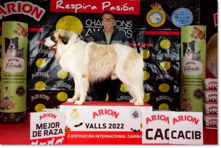 Best Pyrenean Mastiff X International Dog Show Valls 2022 Best Pyrenean Mastiff X International Dog Show Valls 2022