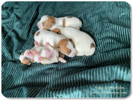 Jack Russell Terrier puppies litter "E" from Reis D'Aragón