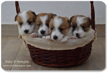 Jack Russell Terrier puppies litter "E" from Reis D'Aragón