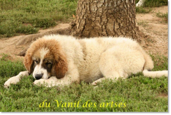 Puppy Arbanies de Reis D'Aragon in France