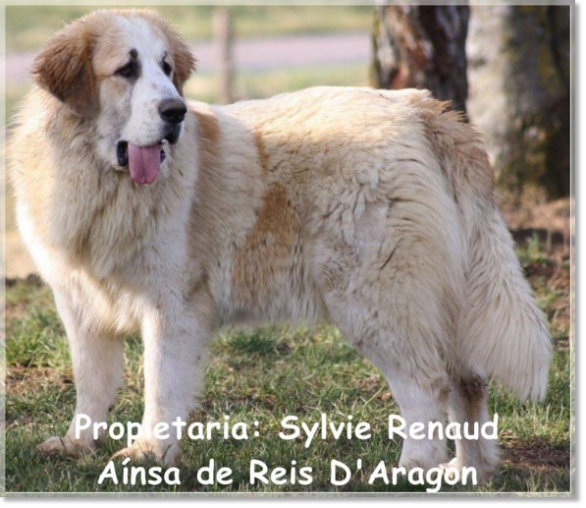 Pyrenean Mastiff Ainsa de Reis D'Aragón