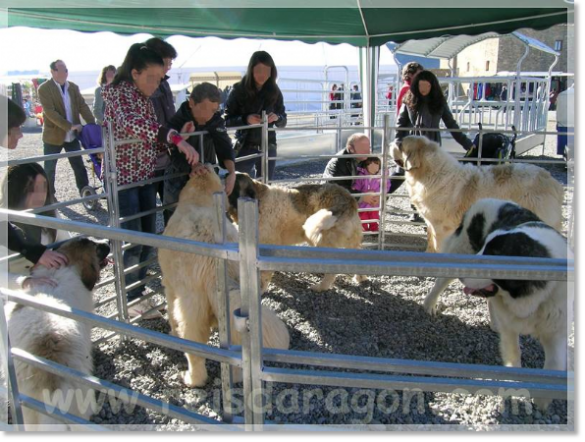 Pyrenean Mastiffs exhibition in Ferieta of Ainsa