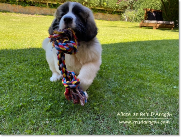 Alloza de Reis D'Aragón, Pyrenean Mastiff puppy in Madrid