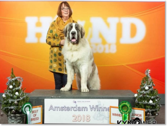 Pyrenean Mastiff Champion CH Sabiñánigo de Reis D'Aragón