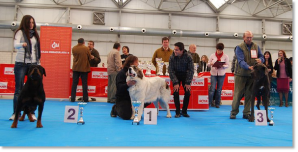 Best of group 2 canine contest Barbastro