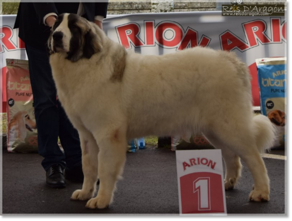 Pyrenean Mastiff Champion CHJ Osia de Reis D'Aragón