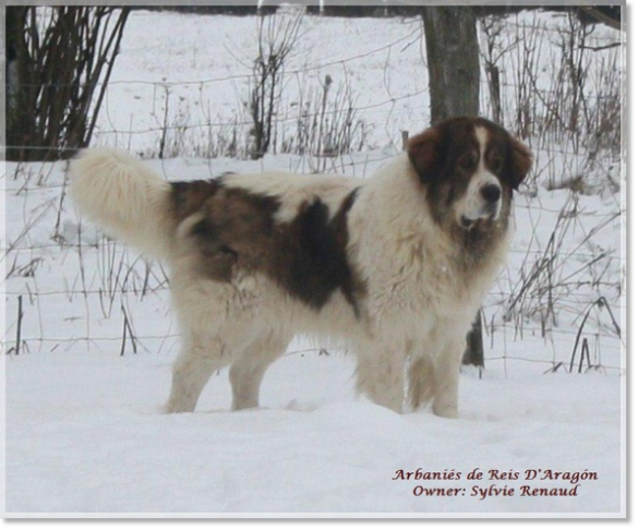 Pyrenean Mastiff CH Arbaniés de Reis D'Aragón