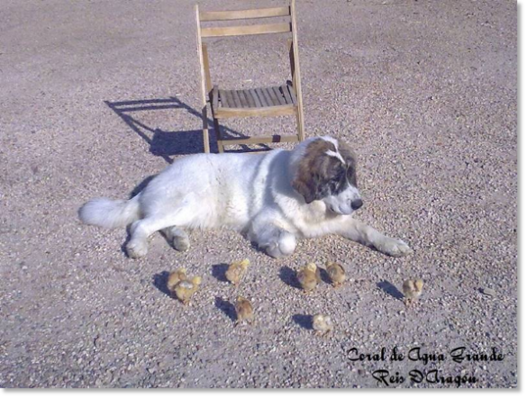 Pyrenean Mastiff Coral de Agua Grande. 13 months. 3rd in the 2009 CMPE Photography Contest