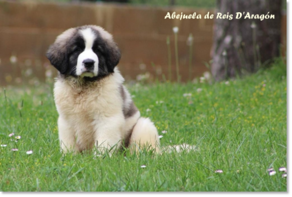 Abejuela de Reis D'Aragón, Pyrenean Mastiff puppy in Barcelona