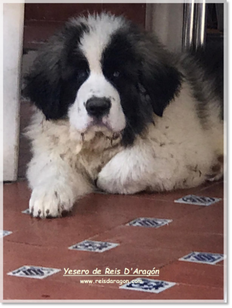 Puppy Pyrenean Mastiff from Reis D'Aragón