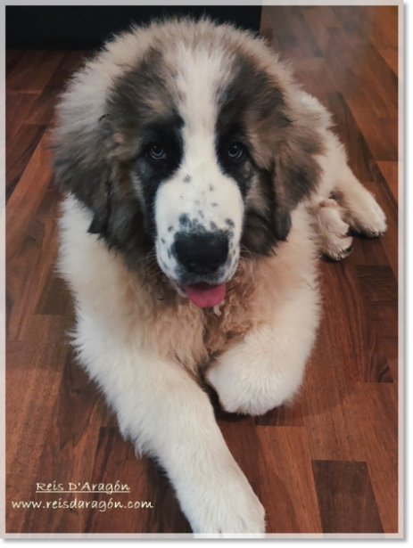 Puppy Pyrenean Mastiff Wafai Puppy Pyrenean Mastiff Wafai