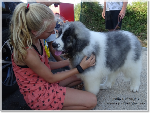 Puppy Pyrenean Mastiff Wagner Richard