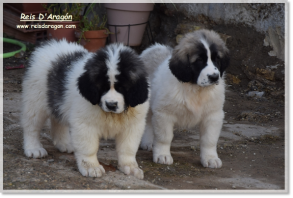 Puppies litter "Y"