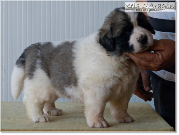 Puppies Pyrenean Mastiff from Reis D'Aragón